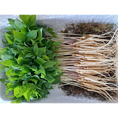 [기쁨의농산]수경재배 최고급새싹인삼 대.중혼합 (100뿌리/15~25cm), 2개 - 인삼/수삼/장뇌삼 | 쿠팡