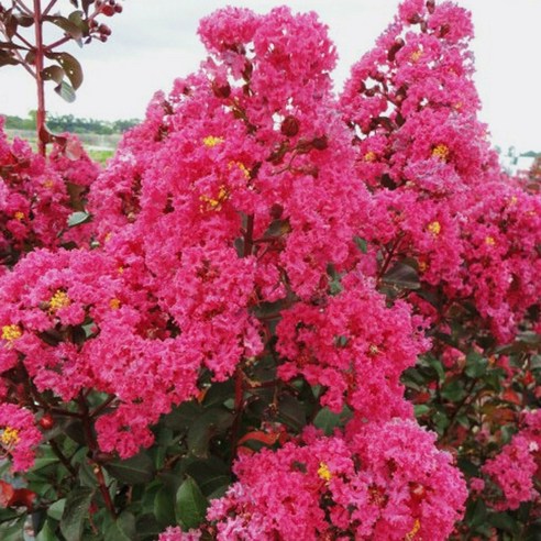 정원의 로망, 세종식물원 핑크벨로 배롱나무 묘목으로 완성하는 꿈결 같은 공간 배롱나무묘목