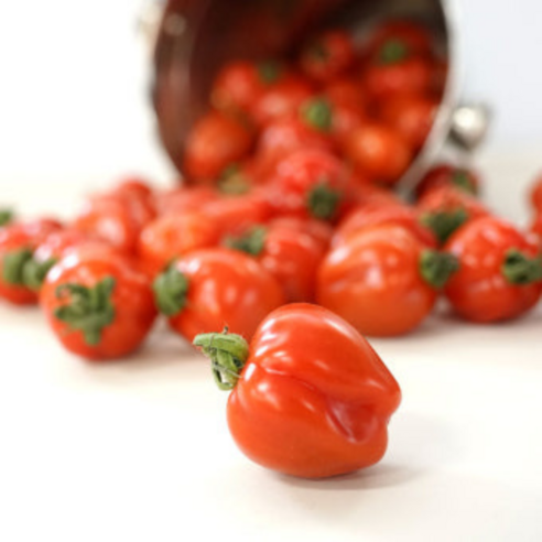 햇살 품은 보석, 루비벨 토마토의 황홀한 유혹 애플토마토