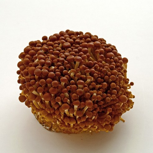 황금송이버섯 1팩 약200g 갈색팽이버섯 가락시장 직송