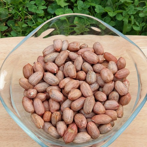 고소한 추억을 담은 상주 햇땅콩, 자연이 선사한 최고의 선물