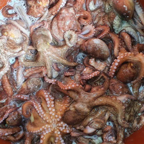 통영에서 직송된 신선한 당일조업 자연산 생물 돌문어
