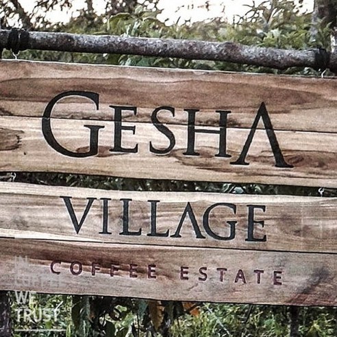 파나마 게이샤의 원종, 에티오피아의 희귀 보물