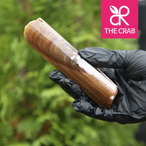 태안의 풍부한 풍미를 담은 신선한 조개류