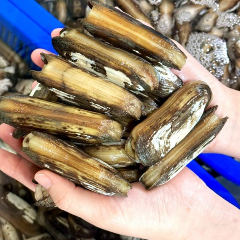 서해 갯벌의 숨결을 담은 싱싱한 가리 맛조개