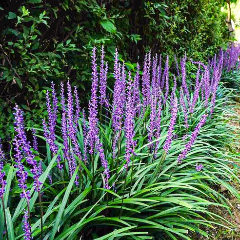 푸른 잎새 아래 숨겨진 보랏빛 향기, 맥문동 모종으로 나만의 정원을 디자인하다