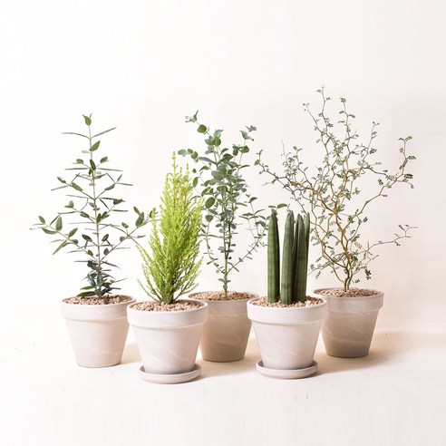 마오리소포라, 삭막한 공간에 생기를 더하는 작은 행복