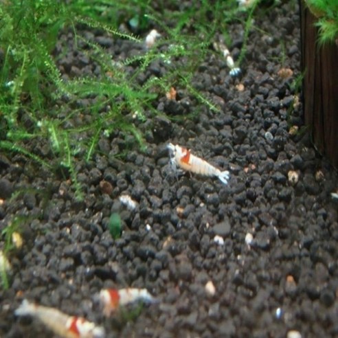 CRS(크리스탈 레드 쉬림프): 수조 속의 루비, 당신의 특별한 취미를 완성하다 crs