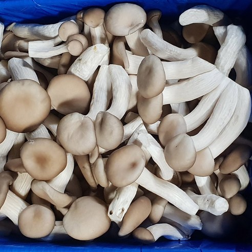 백산상회 느타리버섯, 1박스, 특2kg