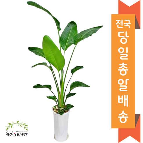 개업 축하 화분 전국, 1개, 21. 크로톤