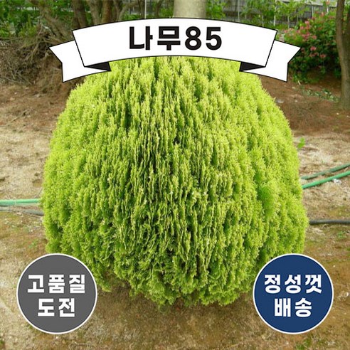 (나무85) 황금측백 나무 묘목, 2. 황금측백 60cm 내외 분, 1개