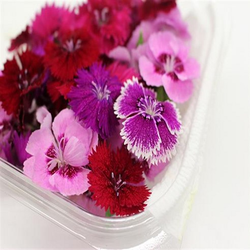 식용꽃: 시각적 아름다움과 건강상의 이점