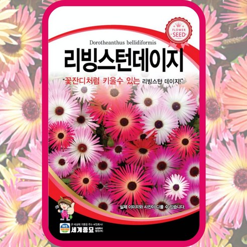 정원의 화려함과 생기를 위한 꽃씨 5종세트