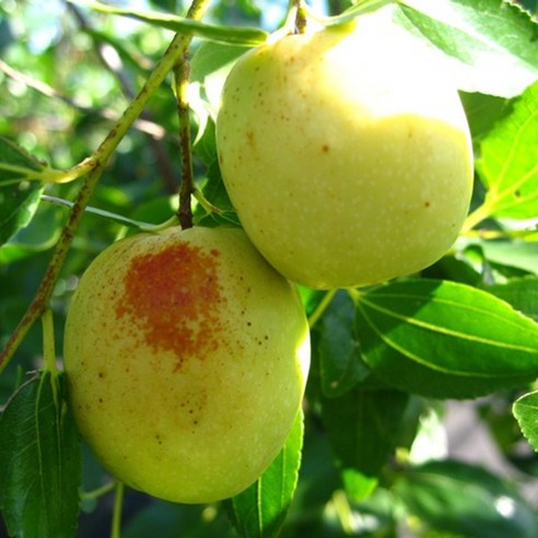 튼튼한 [충북농원] 대왕대추 사과대추나무 묘목으로 달콤한 결실을!