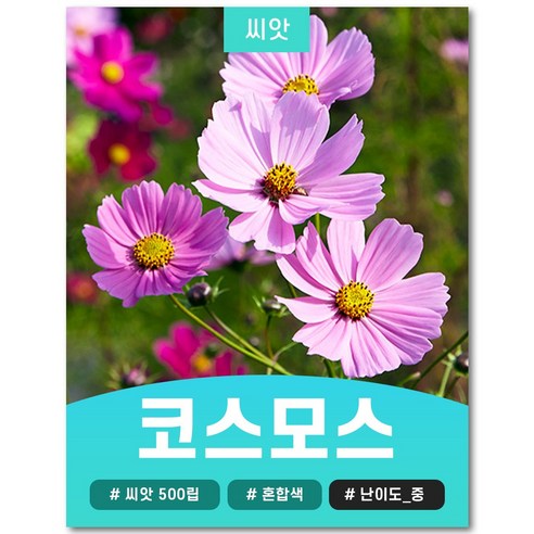 코스모스 씨앗 혼합 500립, 1개
