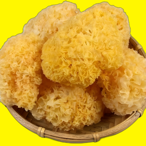굿앤블루 건 백목이버섯 흰목이버섯 은이버섯, 500g, 1개
