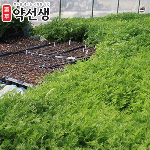 약초약선생 국산 농장직송 개똥쑥 생초