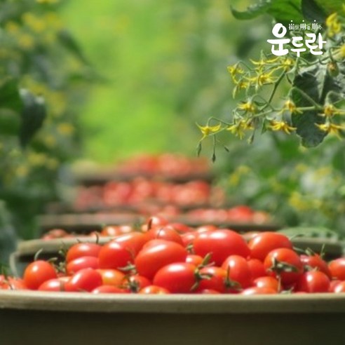 평범한 고추장은 잊어라! 토마토가 선사하는 특별한 풍미, 운두란 토마토고추장