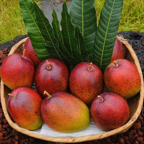 갤러리아팜스 제주 애플망고 3kg 당일수확 농장직송, 왕미니망고3kg(16~20과), 1개 꼬마애플망고 갤러리아팜스 제주 애플망고 3kg 당일수확 농장직송, 왕미니망고3kg(16~20과), 1개 꼬마애플망고