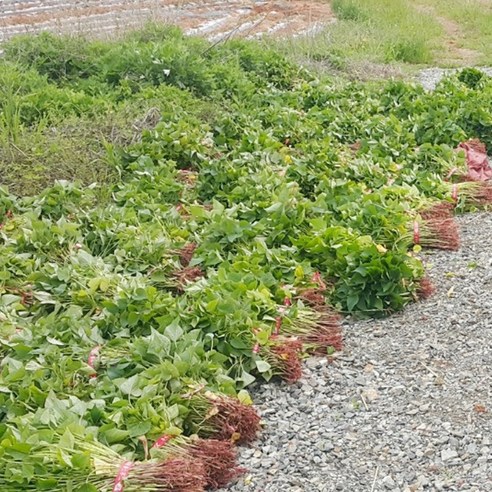 금메달농수산 해남 정품 꿀고구마 모종