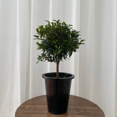 삭막한 내 방에 생기를! 피어리스 외목대 토피어리가 가져다 준 놀라운 변화 피어리스