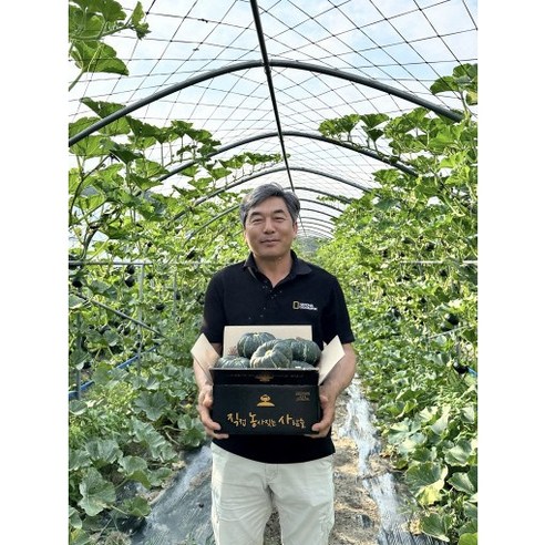 [직접 농사지은] 국산 미니 단호박 밤호박 보우짱, 1박스, 2kg(3-5과내외)