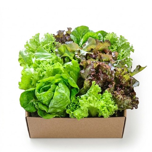 [자연한입] 무농약 유러피안 쌈채소 샐러드, 2kg, 1개