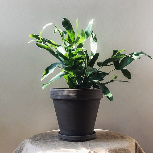 블루스타펀 고사리 공기정화식물, 중대형 독일토분 마블 회색, 1개