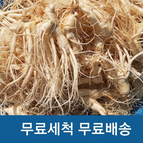 세척인삼 실속형 햇인삼 금산 세척삼 수삼(200g)난발파삼, 5개