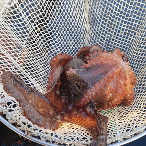 통영에서 직송된 신선한 당일조업 자연산 생물 돌문어