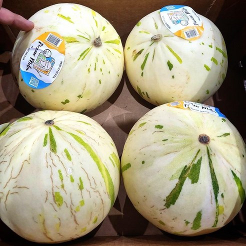 꿀같이 달콤한 허니듀 피카소 멜론, 2개, 피카소멜론 (개당 1.5kg 내외)
