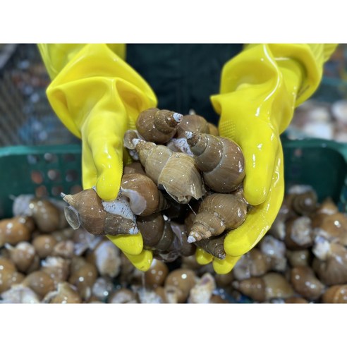 골뱅이 백골뱅이 동해 백고동 생물 참 통골뱅이 탕 자연산 제철 1kg, 1개, 자숙 백골뱅이 대 180g내외 (1kg 손질후 순살)
