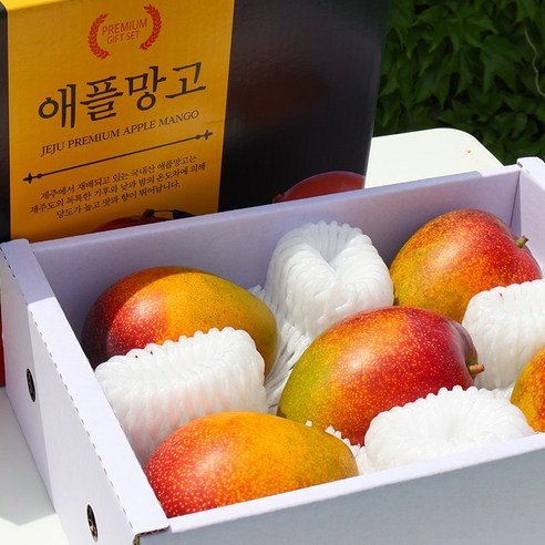 [지장샘농장] 제주 애플망고 선물용 1.2kg 2kg 3kg 국내산 열대과일 특상품
