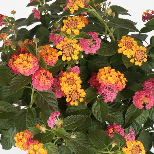 란타나 화분 하나로 완성하는 싱그러운 플랜테리어