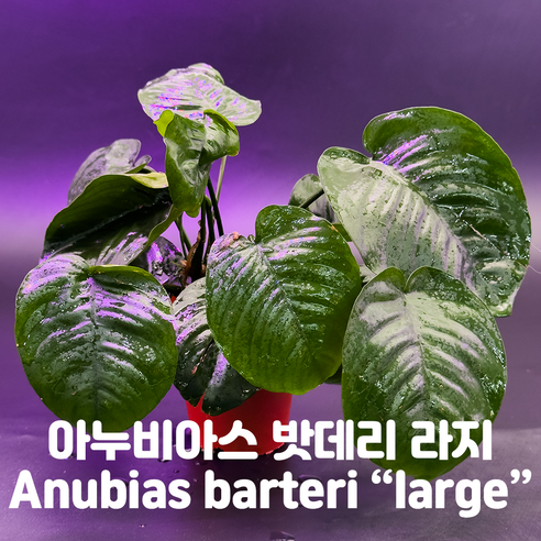 혹시 어항 속 ‘녹색 포인트’ 찾고 계신가요? 아누비아스 나나 꿀팁 대방출! 바테리나나