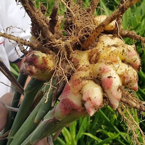 완주 봉동 생강 1kg 3kg 5kg 10kg 20kg 개량종 흙생강 세척생강 국산 햇생강 산지직송, 전북 완주 봉동 세척생강 1kg, 1개