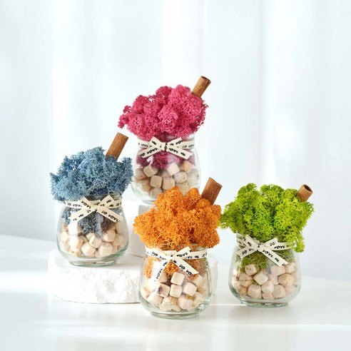 자연을 담은 숨결, 스칸디아모스 화분으로 일상에 생기를 더하세요.