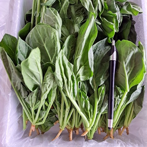 국내산 생 시금치, 500g, 1박스