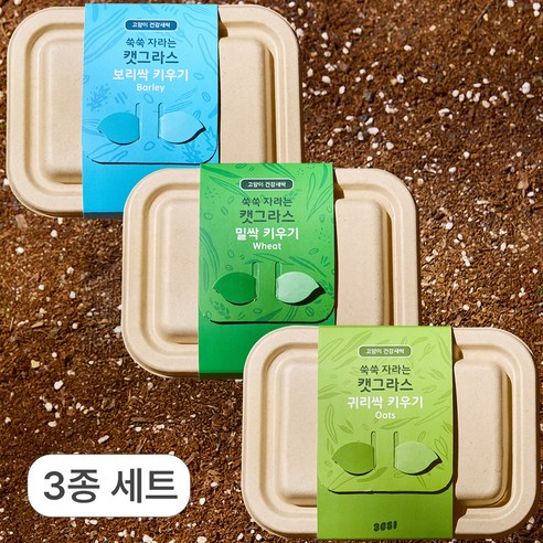 3651 쑥쑥 자라는 캣그라스 키우기 재배세트, 3개, 160g, 3종 세트