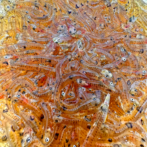 작은 물고기 한 마리가 바꿀 당신의 짜릿한 손맛! 사백어 웜, 볼락부터 우럭까지 락피쉬 낚시 끝판왕? 사백어