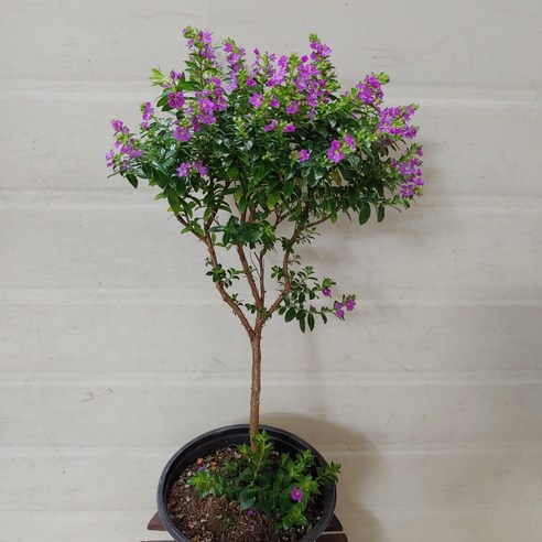 일상에 싱그러움을 더하는 마법, 구피아 쿠페아