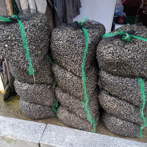 싱싱한 활갯고동으로 식탁에 바다를 담아보세요!