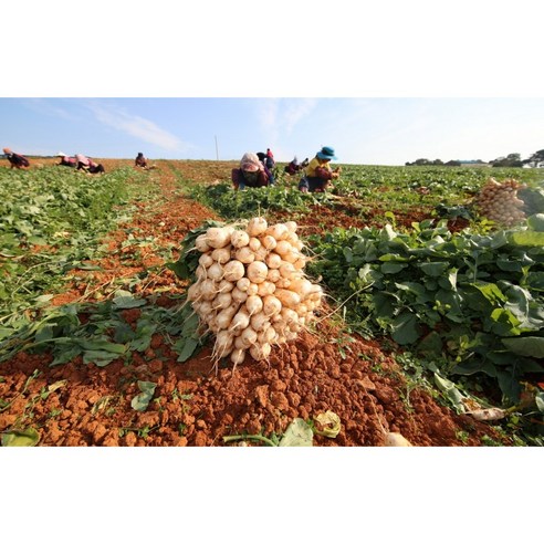 잃어버린 입맛을 되찾아줄 마법, 전라도 총각김치