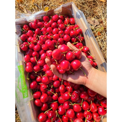 붉게 물든 여름의 선물, 칠레산 프리미엄 체리의 황홀경