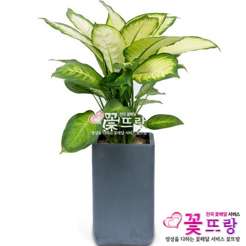 공기정화식물 개업화분 축하화분 화분배달 스투키 행운목 금전수 전국당일배송, C02 마리안느, 1개