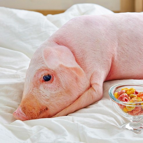 포근한 굴뚝강아지 쿠션, 꿀잠과 힐링을 선물하세요!