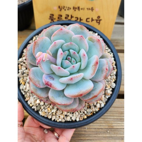 쉽고 아름다운 다육이 먼로를 키우는 방법
