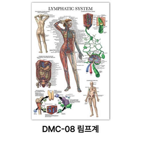 NEW 근육 해부학 포스터, DMC-08 림프계