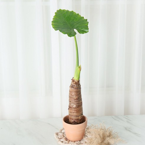 싱그러운 알로카시아, 당신의 공간에 생기와 건강을 더하다