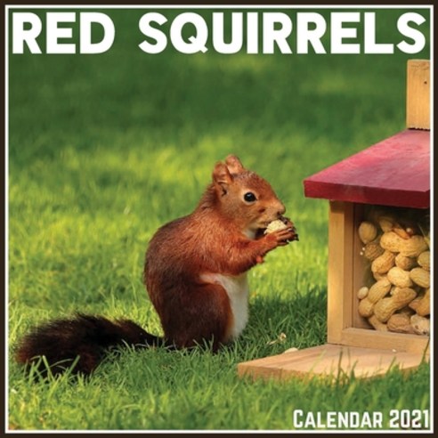 Red Squirrels Calendar 2021: Official Red Squirrels Calendar 2021 12 Months Paperback, Independently Published, English, 9798704601555
